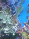 [TodoMarino.com] cambio esquejes de milca 3 ejemplares grandes de sarco piton y esquejes de gorgonia