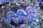 [TodoMarino.com] Tridacnas Máximas!!! 7-9cm