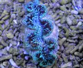 [TodoMarino.com] Tridacnas Máximas!!! 7-9cm