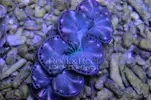 [TodoMarino.com] Tridacnas Máximas!!! 7-9cm
