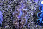 [TodoMarino.com] Tridacnas Máximas!!! 7-9cm