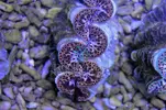 [TodoMarino.com] Tridacnas Máximas!!! 7-9cm