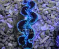 [TodoMarino.com] Tridacnas Máximas!!! 7-9cm