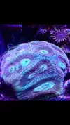 [TodoMarino.com] Favia? Goniastrea?