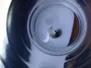 [TodoMarino.com] Reproduccion hermitaños clibanarius