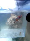 [TodoMarino.com] ayuda!!!! nemo sin color!!