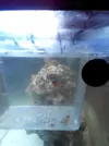 [TodoMarino.com] ayuda!!!! nemo sin color!!