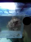 [TodoMarino.com] ayuda!!!! nemo sin color!!