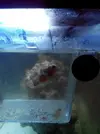[TodoMarino.com] ayuda!!!! nemo sin color!!