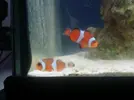 [TodoMarino.com] ayuda!!!! nemo sin color!!