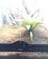 [TodoMarino.com] Cambio terrario