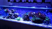 [TodoMarino.com] Ampliación de 500 a 1000l+sump paso a paso