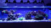 [TodoMarino.com] Ampliación de 500 a 1000l+sump paso a paso