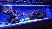 [TodoMarino.com] Ampliación de 500 a 1000l+sump paso a paso