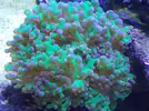 [TodoMarino.com] Reef Life .- Madrid
