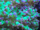 [TodoMarino.com] Reef Life .- Madrid