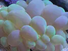[TodoMarino.com] Reef Life .- Madrid