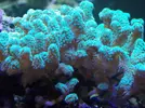 [TodoMarino.com] Reef Life .- Madrid