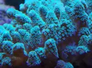 [TodoMarino.com] Reef Life .- Madrid