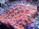 [TodoMarino.com] Reef Life .- Madrid