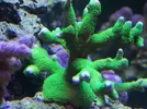 [TodoMarino.com] Reef Life .- Madrid