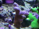 [TodoMarino.com] Reef Life .- Madrid