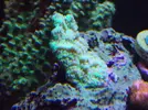 [TodoMarino.com] Reef Life .- Madrid