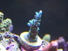 [TodoMarino.com] Reef Life .- Madrid