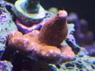 [TodoMarino.com] Reef Life .- Madrid
