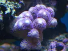 [TodoMarino.com] Reef Life .- Madrid