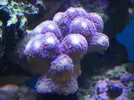 [TodoMarino.com] Reef Life .- Madrid