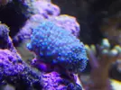[TodoMarino.com] Reef Life .- Madrid
