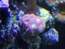 [TodoMarino.com] Reef Life .- Madrid