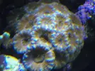 [TodoMarino.com] Reef Life .- Madrid