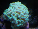 [TodoMarino.com] Reef Life .- Madrid