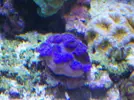 [TodoMarino.com] Reef Life .- Madrid