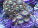 [TodoMarino.com] Reef Life .- Madrid