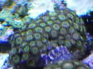 [TodoMarino.com] Reef Life .- Madrid