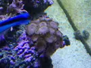 [TodoMarino.com] Reef Life .- Madrid
