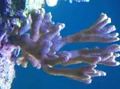 [TodoMarino.com] Reef Life .- Madrid
