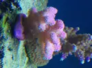 [TodoMarino.com] Reef Life .- Madrid