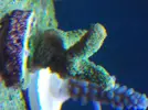 [TodoMarino.com] Reef Life .- Madrid