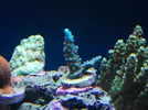 [TodoMarino.com] Reef Life .- Madrid