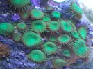 [TodoMarino.com] Reef Life .- Madrid
