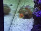 [TodoMarino.com] Reef Life .- Madrid