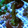 [TodoMarino.com] esquejes de corales duros por 12,5€!!
