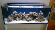 [TodoMarino.com] Mi acuario de 300 litros