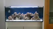 [TodoMarino.com] Mi acuario de 300 litros