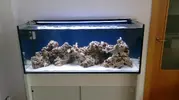 [TodoMarino.com] Mi acuario de 300 litros
