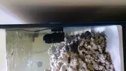[TodoMarino.com] Mi acuario de 300 litros